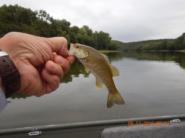 DSCN1674.jpg -             I finally scored with the fly rod on this little guy.  Always glad to see small fish cause that means bigger fish in years to come.                   