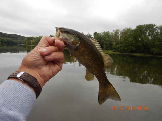 DSCN1693.jpg -               Then another fish.                 