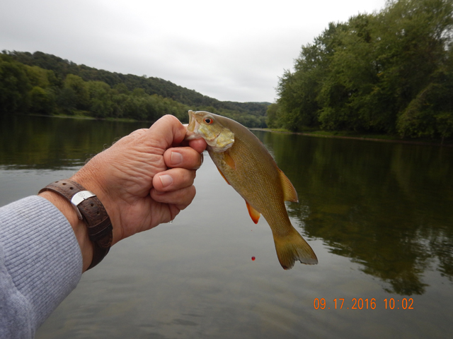 DSCN1694.jpg -             Hope this one survives.  It took the hook a little deep and it was leaking a little blood as I released it.                   