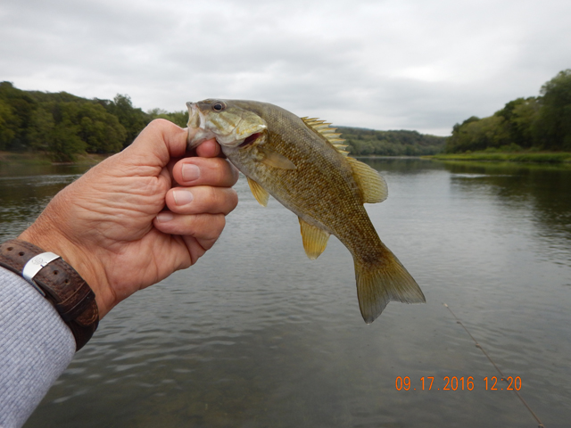 DSCN1709.jpg -              Last fish of the day.  I'll take these kind of days any time of the year.                  