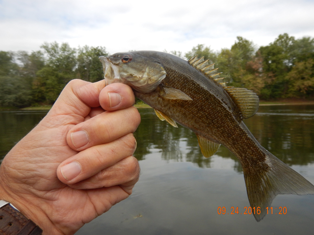 DSCN1717.jpg - Once again, the fish this trip look healthy and they were plentiful.  It gets your hopes up for a good year next year.                               