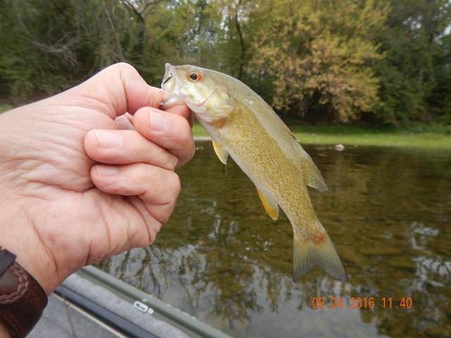 DSCN1723.jpg - Don't know what the spot was on the tail of this fish but it didn't look serious.                               