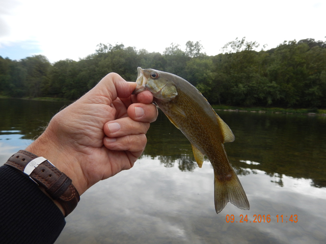 DSCN1724.jpg -                                Then more fish.....