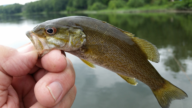 20170721_125024.jpg - Once again, all of our fish looked healthy.  I believe the prohibition on keeping fish from this stretch of water is helping the bass population. 