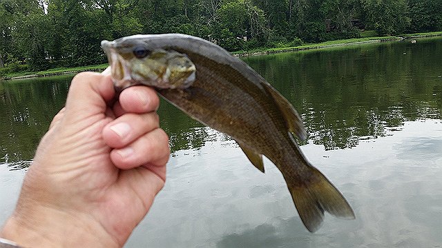 20170721_125752.jpg - Still, if the bass are to thrive, competition fishing has to be limited.