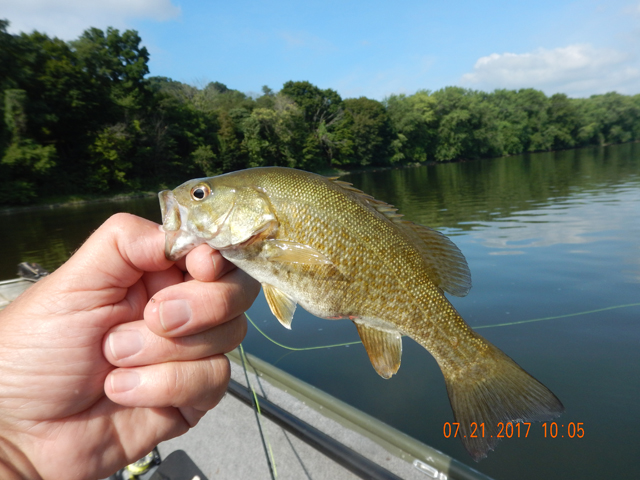 DSCN2226.jpg - I got a couple on some new flies I wanted to try but spinners seemed to be more productive.                               