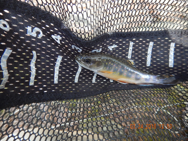 DSCN0894.jpg -                                One fish was just nicer than the last.