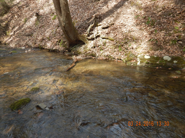 DSCN0898.jpg -                                Currents could be a little tricky to get a dragless cast but the stream was not unmanageable.