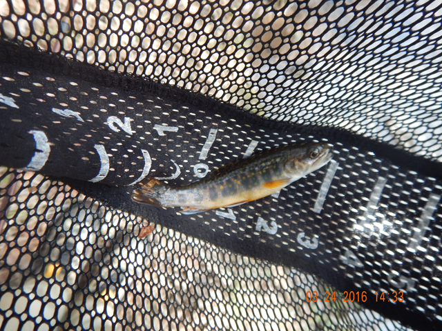 DSCN0905.jpg -                                Most fish were about 4 inches and under.  A few reached 6 inches.