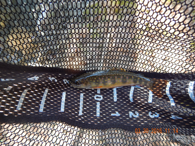 DSCN0960.jpg -                                But the low water didn't seem to bother the fish.  A pretty 5 incher.