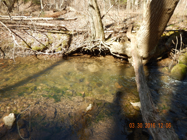 DSCN0969.jpg -                                They almost always came from the deeper pools.  The water was still pretty cold.