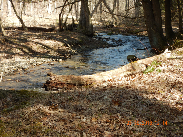 DSCN0975.jpg -                                Around each bend in the stream was another pool nicer than the last.