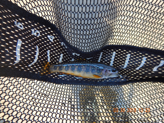 DSCN0976.jpg -                                And most held fish. This fish, and the few that follow came from the run in the next pic.