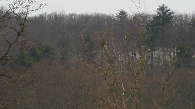 Hawk.JPG