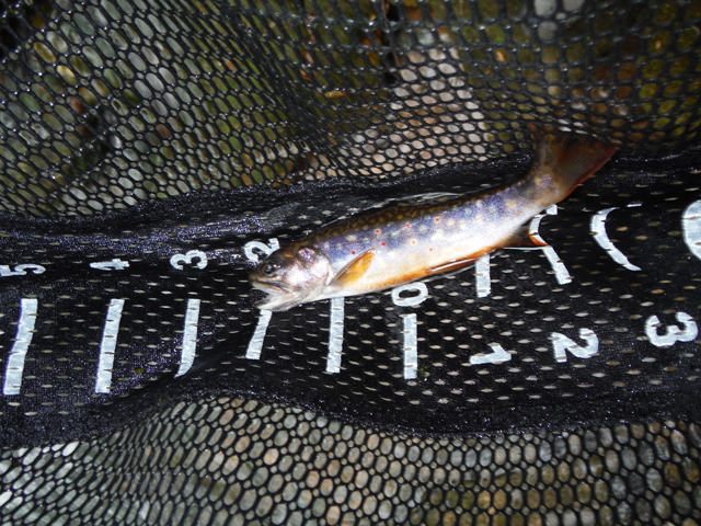 DSCF9216.jpg - Don't know who caught these fish.  Only know that it was just Ed and Me so between the two of us, we had a pretty good day. I think I started with this one.