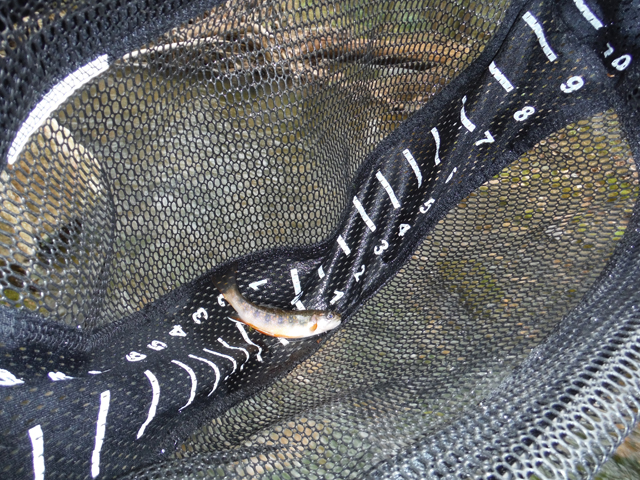 DSCF9218.jpg - None the less, we did manage to catch a few.  All were native, wild trout.  All were small...or on the smaller size, and all were absolutely beautiful!