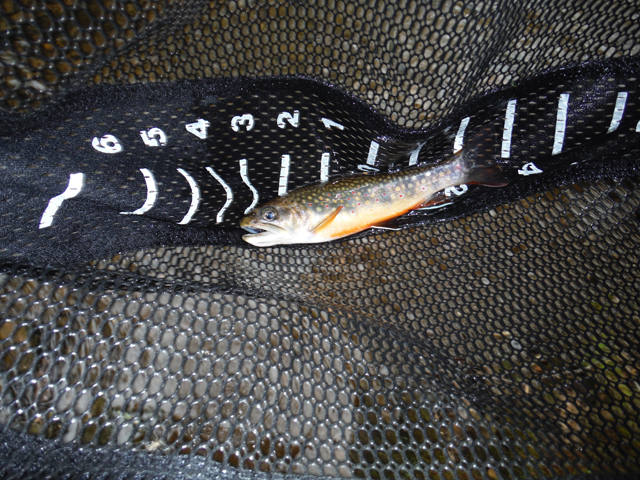 DSCF9219.jpg - The fins on these fish are just amazing.