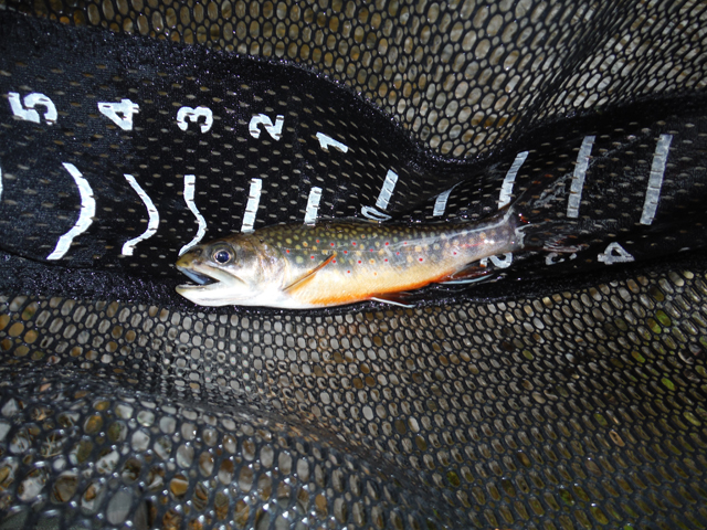 DSCF9220.jpg - This six incher had colors that were especially vibrant.