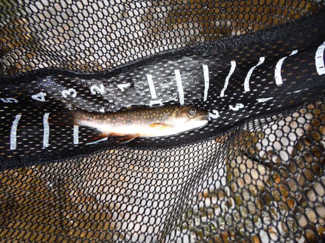 DSCF9226.jpg - Hey, another 6 incher.  Guess we weren't doing too badly.