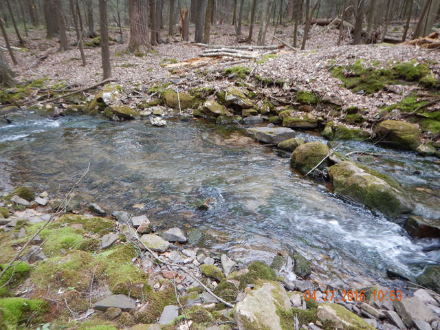 DSCN1134.jpg -                                With water this clear, approaching the stream carefully is the only way to have a chance at these fish.