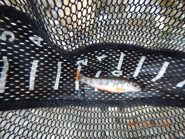 DSCN1136.jpg -                                This was the smallest of the day.  Stretching it, I could say this one was 3 inches.  But, it took a size 14 fly...go figure.