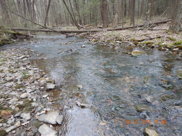 DSCN1137.jpg -                                Some areas were low but even the wide parts of the stream can't be passed up.  These little guys and gals will hide anywhere.