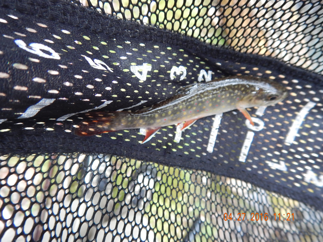 DSCN1138.jpg -                                See, this one came out of that skinny water.