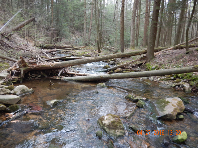 DSCN1149.jpg -                                Casting can be challenging with the deadfalls and hemlocks that line the stream.