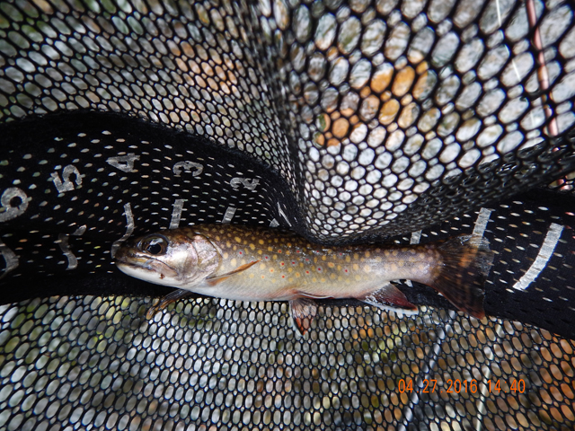 DSCN1157.jpg -                                Probably the nicest fish of the day.  I got this one towards the end of the day too!