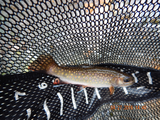 DSCN1158.jpg -                                Same fish, better picture.  I bet it went 8 inches or so.