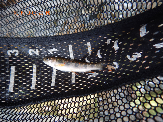 DSCN1160.jpg -                                Last fish of the day.  The weather was cool and raw.  Not the most ideal for dry fly fishing but we made do.