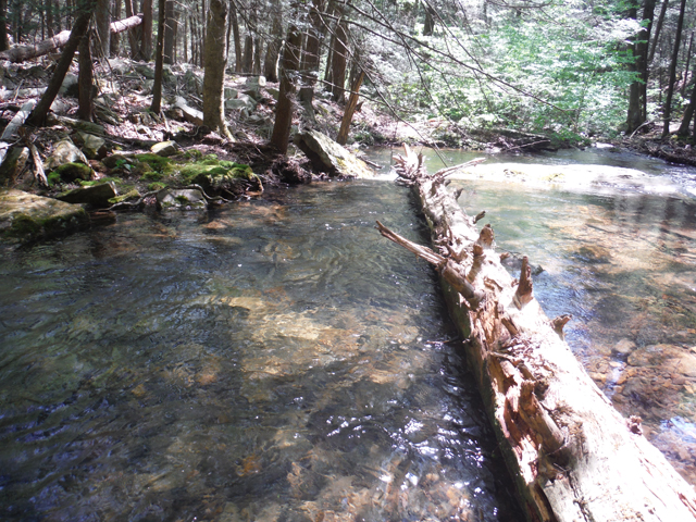 DSCF9619.jpg - That fish came from this run.  Hard to believe this stream is within driving distance of home.