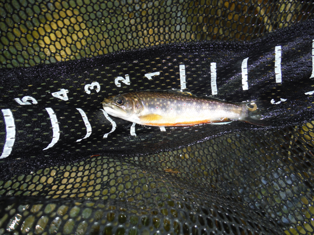 DSCF9620.jpg - Fat little brookie