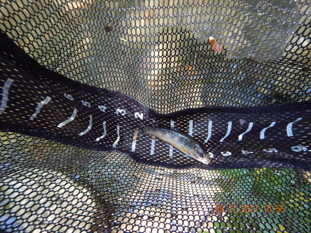 DSCN2045.jpg - The fish were on the small side and this one was one of the smallest of the day.                               