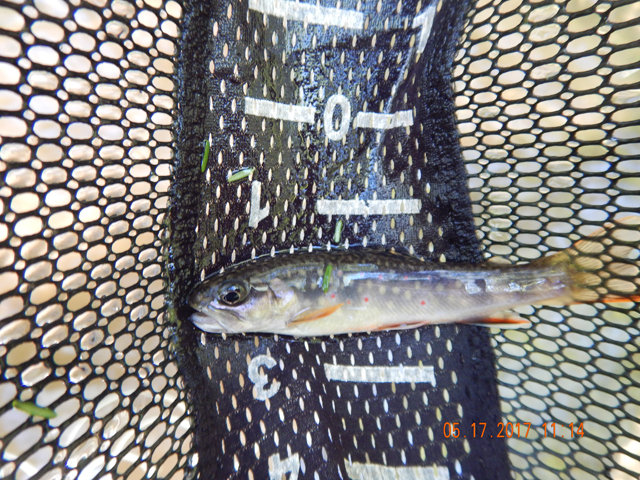 DSCN2047.jpg -                    Another small one, maybe 3 inches but still fun to catch.            