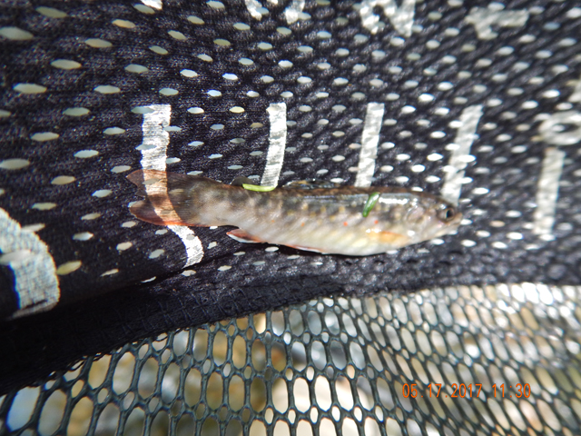 DSCN2049.jpg -                                And, another 3 incher.