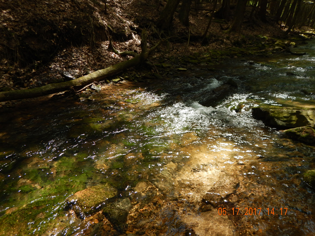DSCN2060.jpg -                                He came out of this little run.