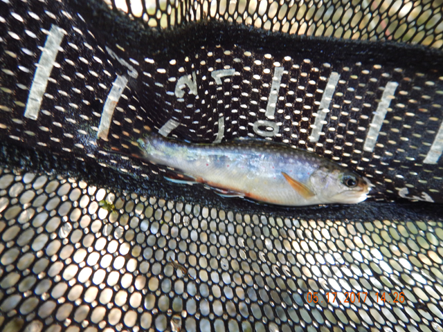 DSCN2061.jpg -                                Last fish of the day...