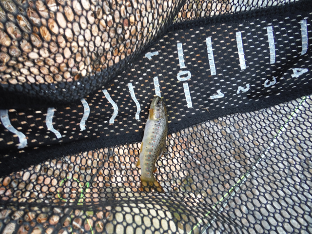 DSCF9569.jpg - Ed got two this day and I got one.  But, that said, there were a few that got hooked but didn't make it to the net.