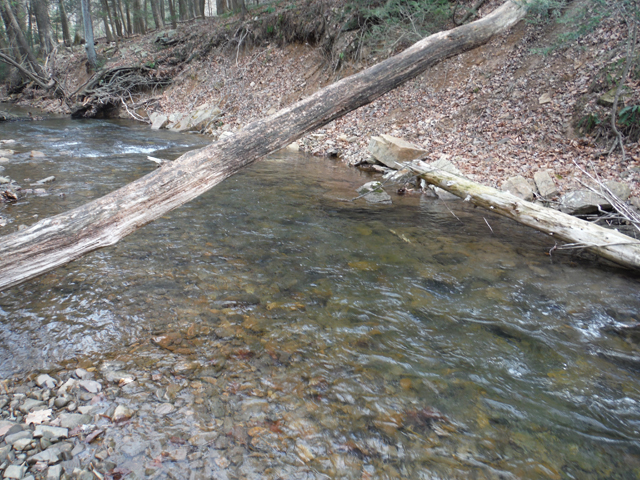 DSCF9572.jpg - Another inviting run.  If I were a fish, I'd live here!