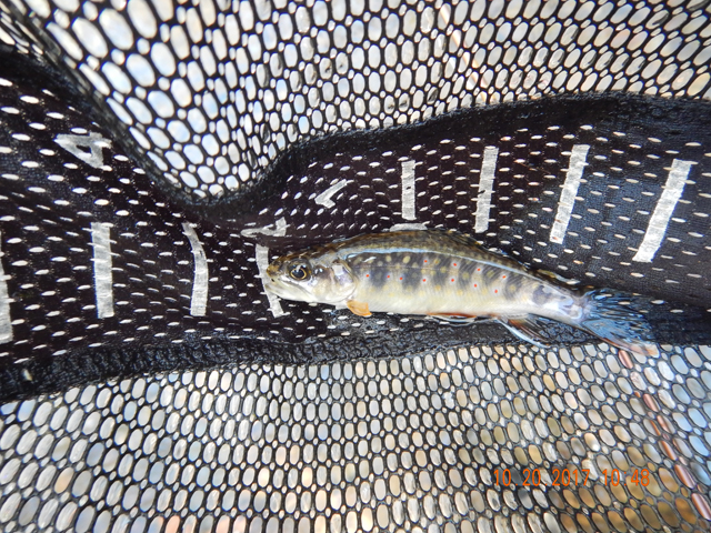 DSCN2728.jpg -                                First brookie.  Caught three today and missed three more in only three hours....imagine that!