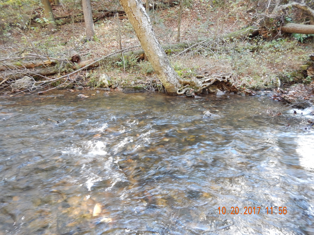 DSCN2734.jpg -                                That brown was living in this deceptively deep undercut.  Must have gone 4 or 5 foot deep.  Beautiful day, beautiful fish...what more could I ask?