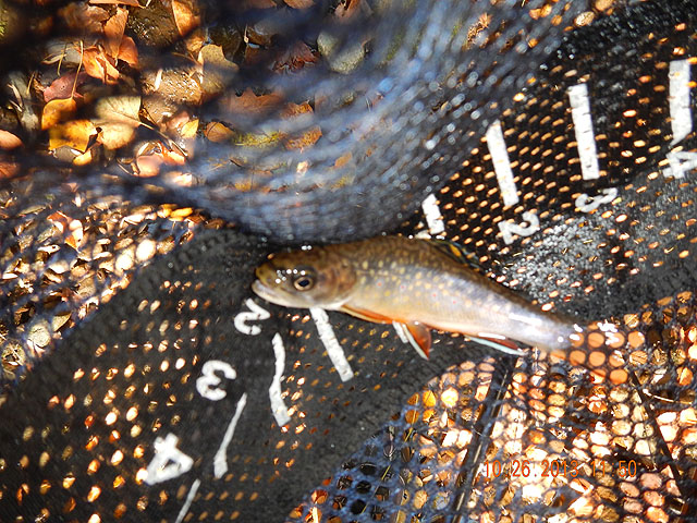 DSCN0183.jpg -                                Ed located the first trout of the day.  I managed to bring it to the net.