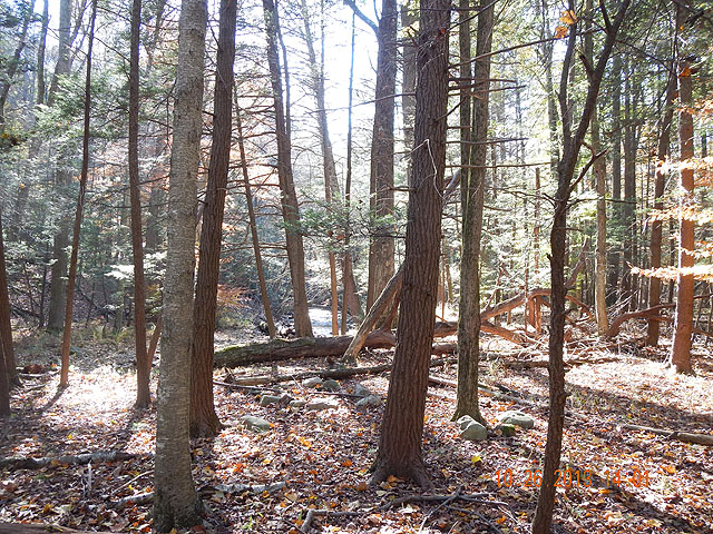 DSCN0196.jpg -                                Just a pretty picture of the forest in fall with the stream in the background.