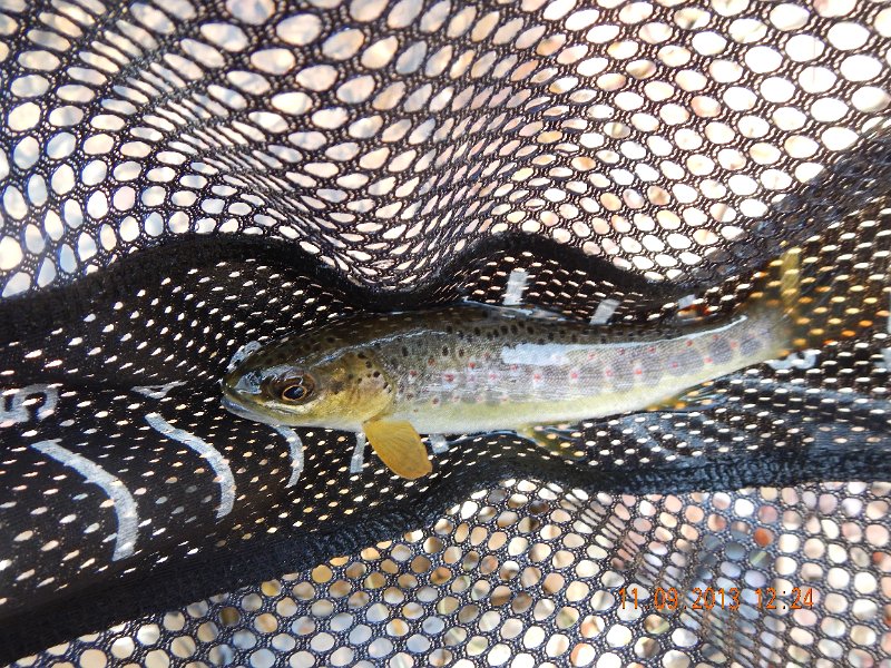 DSCN0202.JPG - This one was almost 7 inches