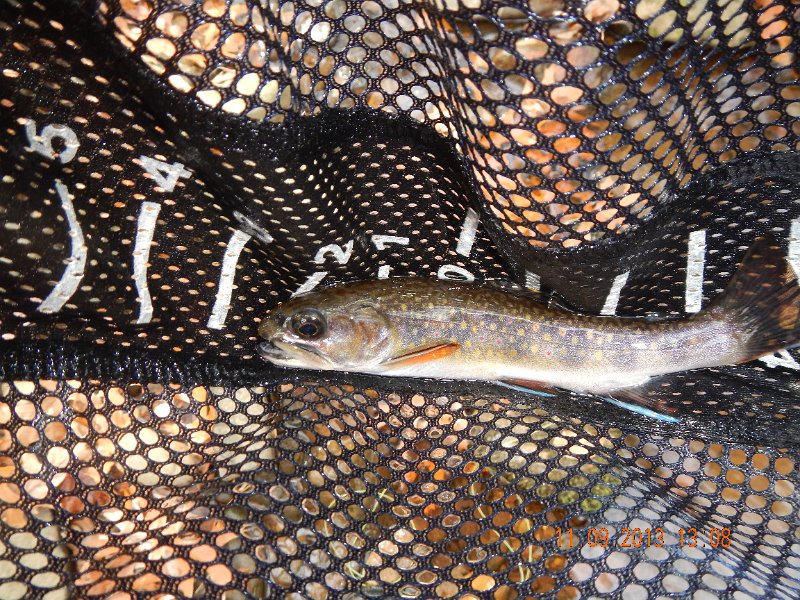 DSCN0208.JPG - My last fish of the day.
