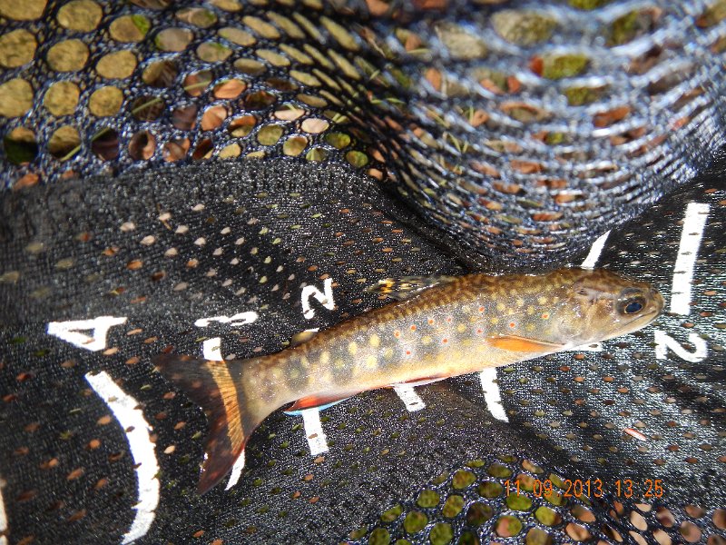 DSCN0211.JPG - And so were the trout!