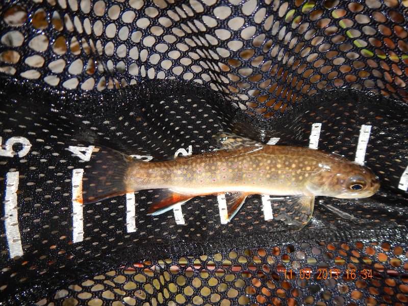 DSCN0219.JPG - The picture doesn't do this one justice.  It was decked out in its Fall spawing colors!.