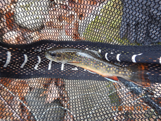 DSCN1803.jpg - I got this 8 inch beauty.                               