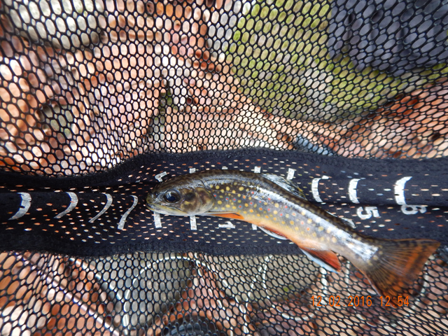 DSCN1804.jpg - Same fish, different pic.  This picture shows the tail more clearly.  I'm always amazed at the colors in these fish.                               
